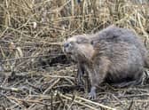 One of the baby beavers sniffs the air as it checks out its new territory -- beavers are considered beneficial for nature, helping to control flooding and boost biodiversity. Picture: Joshua Glavin/Beaver Trust