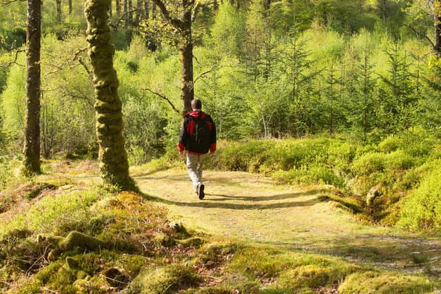 Argyll is home to more than half of all Scotland's temperate rainforest
