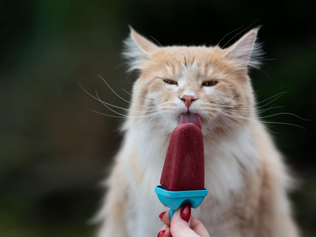 Are they unable to resist a Dreamie, or similar treat? Put them in ice and feed it to them - they will help them keep cool.