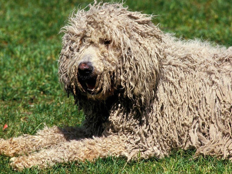 Moving on to the breeds best avoided by first time owners. The UK Kennel Club warns that the Komondor, a breed originally from Hungary, has a "forbidding temperament, distrustful of strangers and strongly territorial". That dense corded coat may look amazing, but this is a breed that needs a strong hand and complete authority to ensure it doesn't turn aggressive.