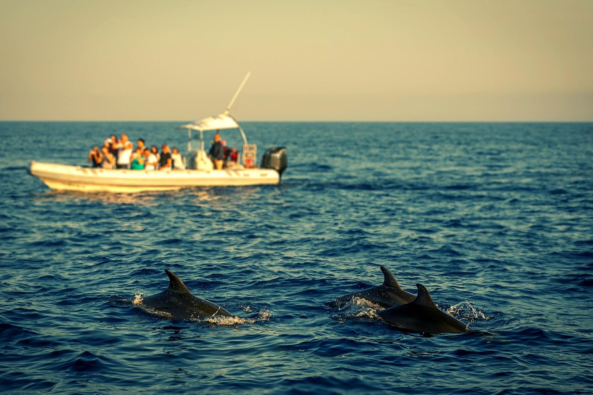 Looking for a sea-themed adventure? Try out Greyhope Bay to see the newly opened dolphin viewing centre in Aberdeen. The centre has been recorded as the “best place” to spot Bottlenose dolphins from the UK. What’s more, they’re so close that you don’t even need binoculars. Best of all, entry is free, so swing by between Wednesday and Sunday from 10AM-6PM so you and your little ones can go ‘dolphin watching’ (https://www.greyhopebay.com/).