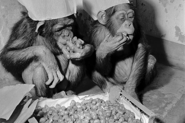 Chimps Benjie and Lisa enjoy a Christmas fruit feast at Edinburgh Zoo in 1965.