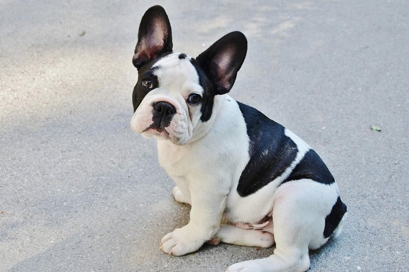 Another breed that needs little in the way of outdoor time, French Bulldogs are easy to groom, dedicated to their owners, and make wonderful companions.