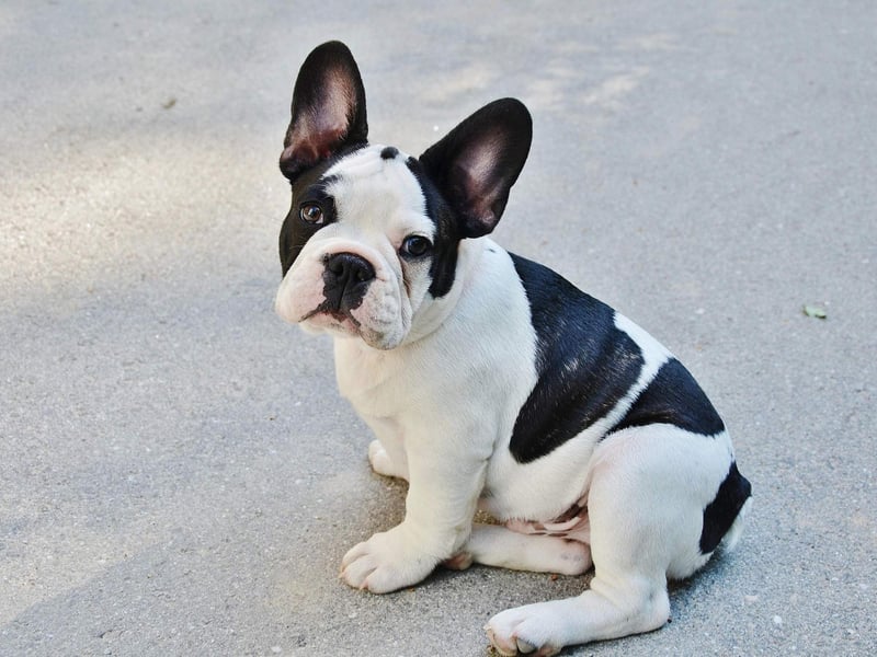Another breed that needs little in the way of outdoor time, French Bulldogs are easy to groom, dedicated to their owners, and make wonderful companions.