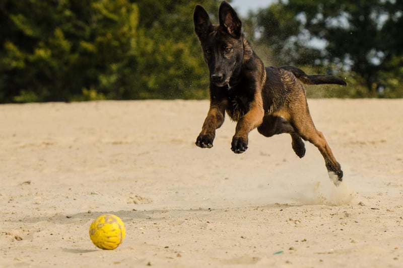 The Malinois is a type of Belgian Shepherd Dog that are often used as police dogs in their homeland. There were 311 new Malinois registrations in the UK last year.