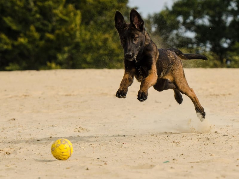 The Malinois is a type of Belgian Shepherd Dog that are often used as police dogs in their homeland. There were 311 new Malinois registrations in the UK last year.