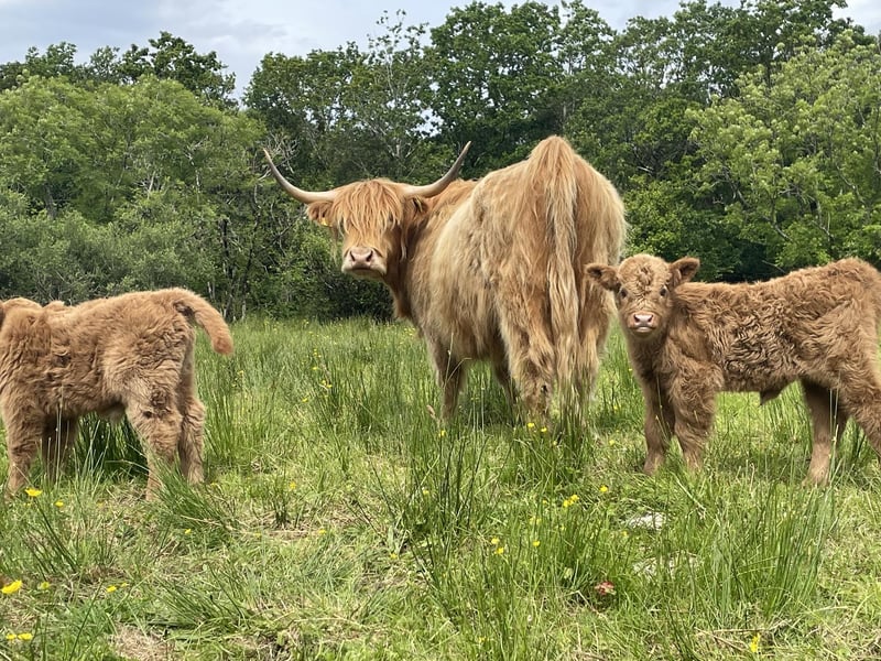 These calves are only a few weeks old