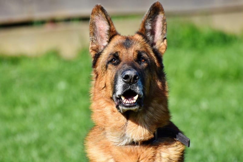 The multi-talented German Shepherd grows 214 per cent in 10 months.