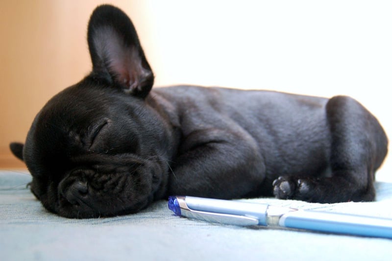 A champion French Bulldog was one of the canine victims of the sinking of the Titanic. He was called Gamin de Pycombe and was owned by Robert Daniel, who had spent the equivalent of £13,500 in today's money for his pet. Of the 12 dogs onboard only three survived the tragedy - a Pekinese and two Pomeranians.