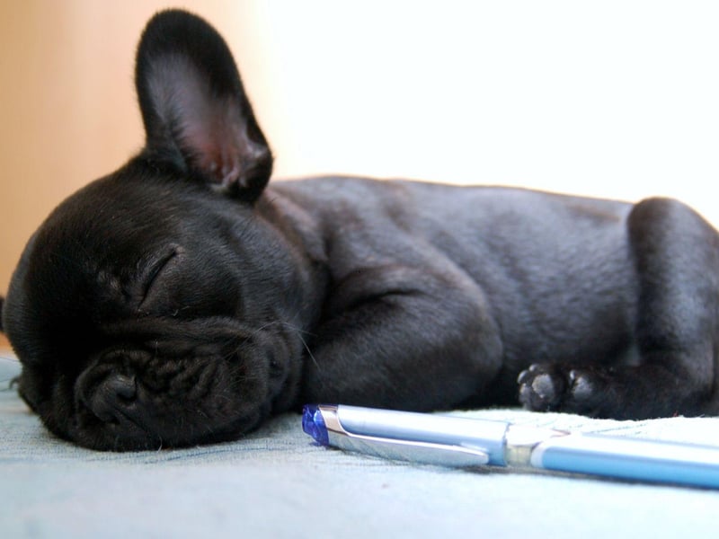 A champion French Bulldog was one of the canine victims of the sinking of the Titanic. He was called Gamin de Pycombe and was owned by Robert Daniel, who had spent the equivalent of £13,500 in today's money for his pet. Of the 12 dogs onboard only three survived the tragedy - a Pekinese and two Pomeranians.
