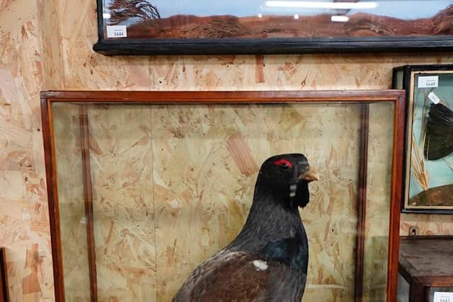 The capercaille, which has been a protected species in Scotland for more than 40 years, which is due to sell at auction in Perth next week. PIC: Contributed.