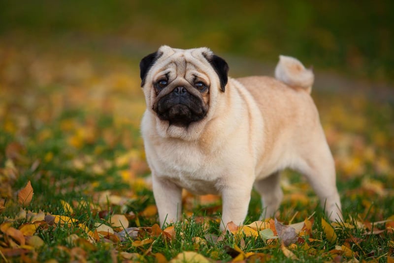 While they shouldn't be left alone for more than four or five hours, the Pug is a great dog for a solo city dweller. They are happy living in a flat, are very loving and adaptable, and make the perfect pet for a novice owner.