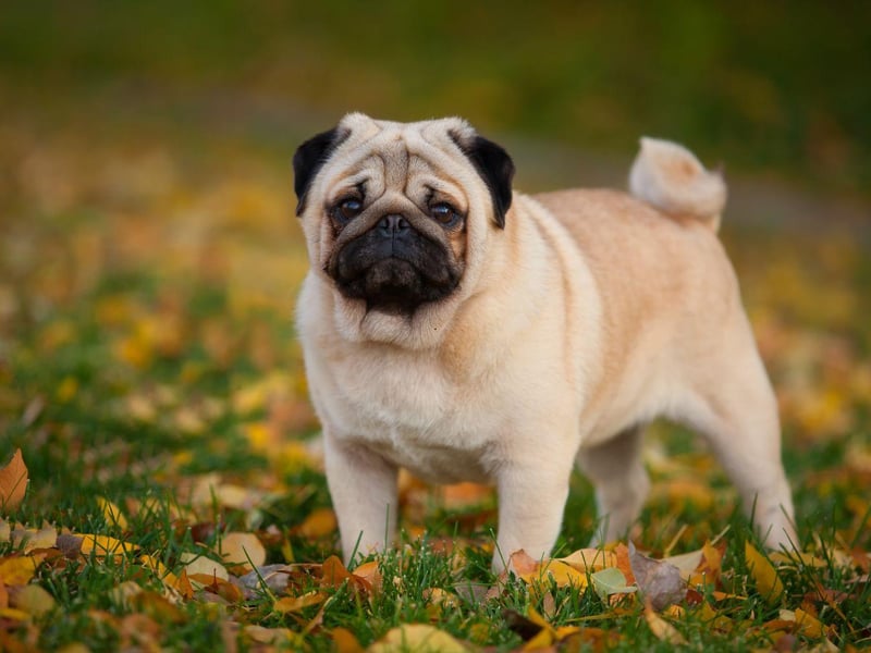 While they shouldn't be left alone for more than four or five hours, the Pug is a great dog for a solo city dweller. They are happy living in a flat, are very loving and adaptable, and make the perfect pet for a novice owner.