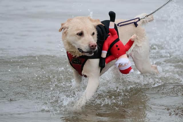 A dog joins her owner as bathers brave the cold waters of the North Sea as they take part in the annual Boxing Day dip at Redcar Beach. (Pic: Getty Images)