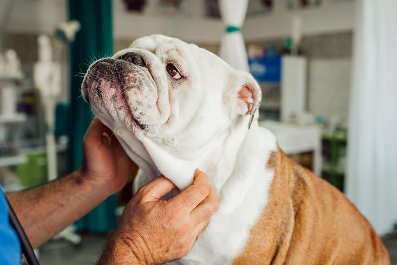 The Bulldog is the most expensive breed of dog to insure - racking up a bill of £688.14 each year.