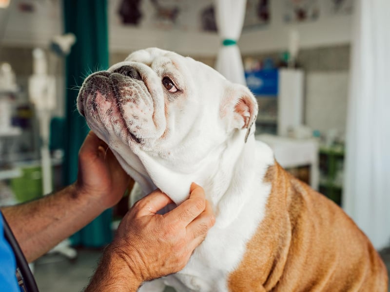 The Bulldog is the most expensive breed of dog to insure - racking up a bill of £688.14 each year.
