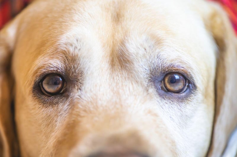 Labrador Retrievers are genetically more likely than other dogs to develop progressive retinal atrophy (PRA), a degenerative condition that causes complete blindness within around two years of diagnosis.
