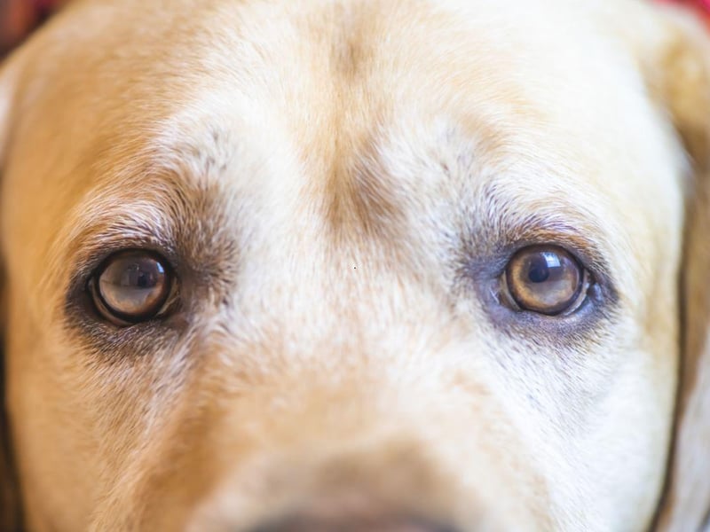 Labrador Retrievers are genetically more likely than other dogs to develop progressive retinal atrophy (PRA), a degenerative condition that causes complete blindness within around two years of diagnosis.