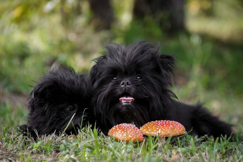 The Affenpinscher, also known as the Monkey Terrier, has fairly wirey hair that is less likely to cause problems for allergy sufferers.