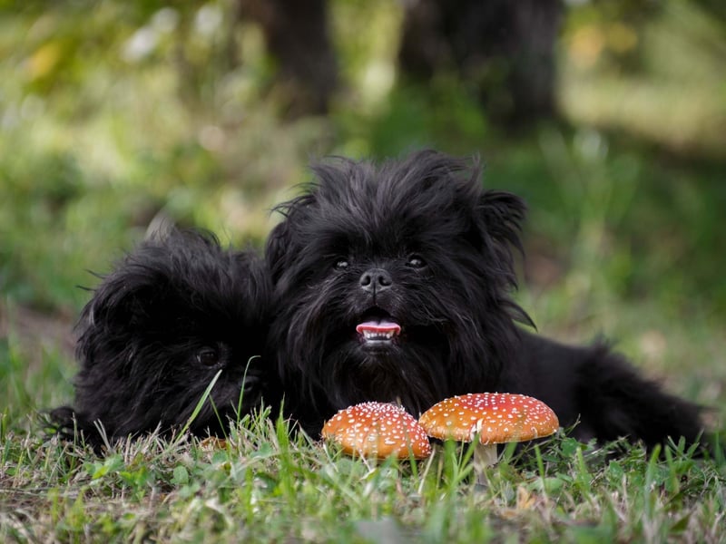 The Affenpinscher, also known as the Monkey Terrier, has fairly wirey hair that is less likely to cause problems for allergy sufferers.