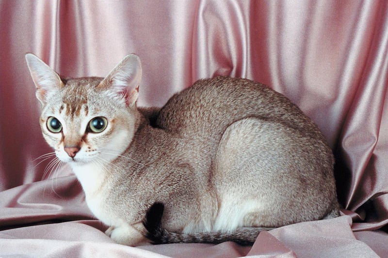 The Singapura is the world's smallest cat breeds - but are extremely healthy, living up to 15 years.