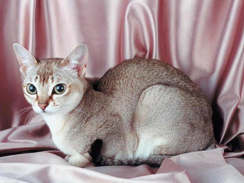 The Singapura is the world's smallest cat breeds - but are extremely healthy, living up to 15 years.