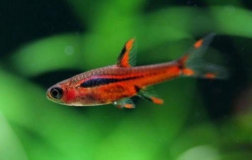 The Chili Rasbora is so small it's categorised as a nano fish - not even reaching a couple of centimetres in length. They are used to living in shallow water in the swamps of South West Borneo, Indonesia, so a small tank will be perfect for them to live.