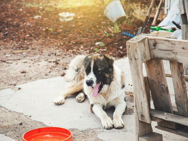 Don’t showcase new puppies online - be careful oversharing any new pets, puppies are especially valuable to dognappers.