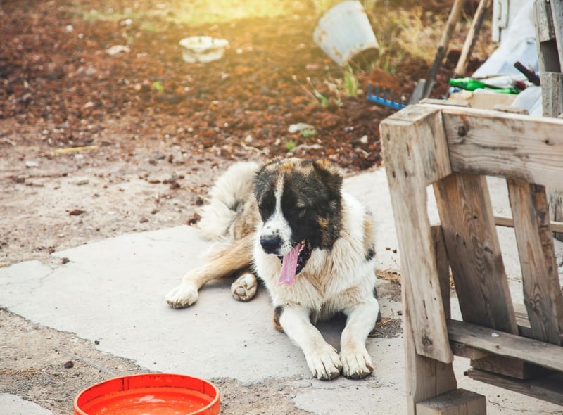 Don’t showcase new puppies online - be careful oversharing any new pets, puppies are especially valuable to dognappers.