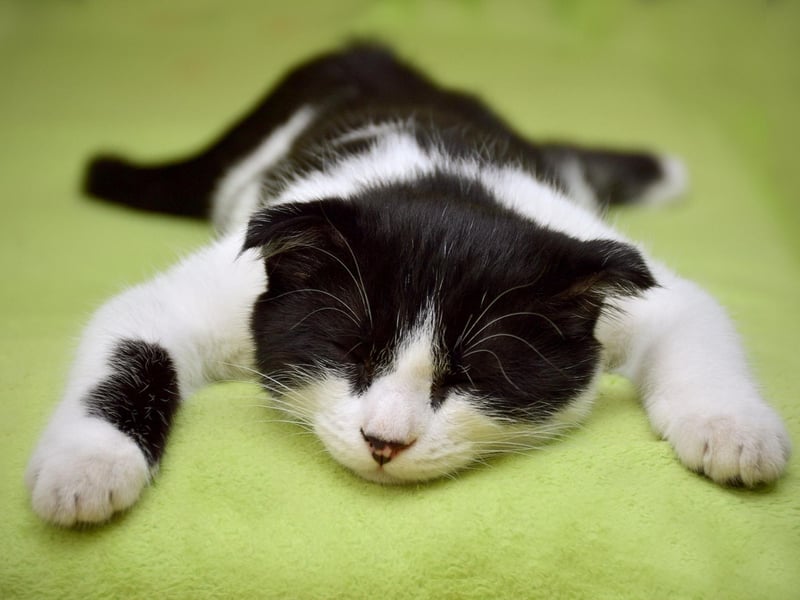 Milo is the second most popular cat name in the UK. There's even a famous feline Milo - the titular kitty character in 1986 movie 'The Adventures of Milo and Otis'.