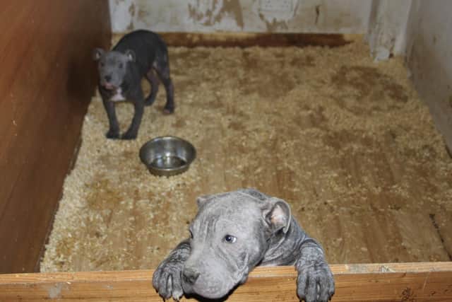 Two of the Staffordshire bull terriers kept in a filthy pen at the puppy farm
Pic: SSPCA