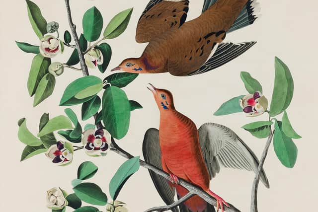 A print from Audubon's book The Birds of America, which is still widely revered although there is growing unease among some regarding his activities and views on race. PIC: CC.