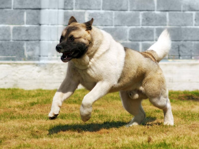 The Akita has the awkward combination of being very strong and very free spirited. This means that owners must be able to control them properly when out for a walk - if they want to chase that cat you must be sure you can stop them from doing so. They also shed lots of hair once a year, meaning you'll be cleaning up after them for weeks on end. The Akita is a demanding dog that needs real strength and expertise to train and look after.
