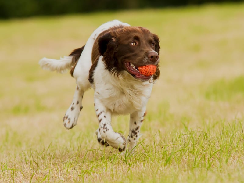 Alfie just misses out on the top five most popular Springer Spaniel names. It's short for the Old English name Alfred, meaning 'wise'.