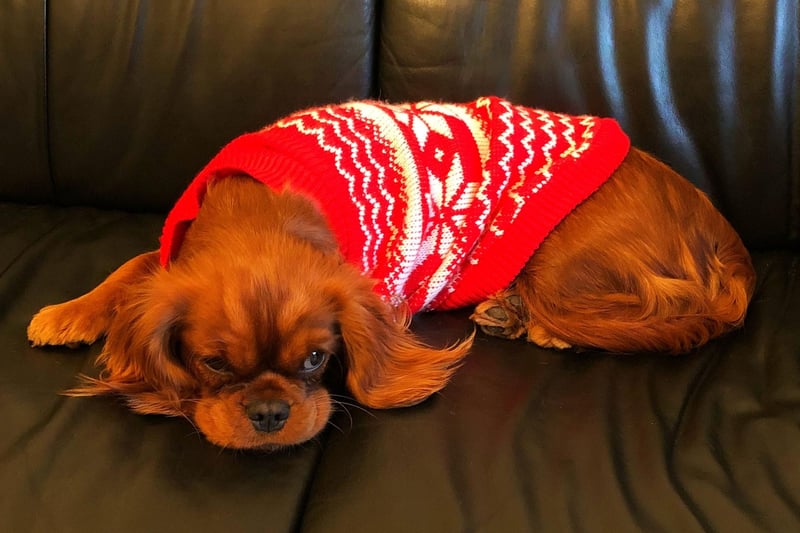 The gentle Cavalier King Charles Spaniel is known for its friendly and calming disposition. It makes them a chilled presence in any household - and suitable pets for young and old alike, happily curling up in their owners' laps for hours.
