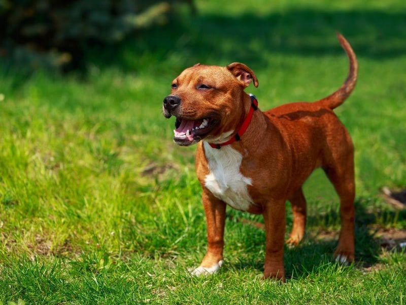 Affectionately known as the Staffy, the Staffordshire Bull Terrier originated in the Black Country of Staffordshire. They descended from 19th-century bull terriers and were first recognised as a distinct dog breed by the UK Kennel Club in 1935.
