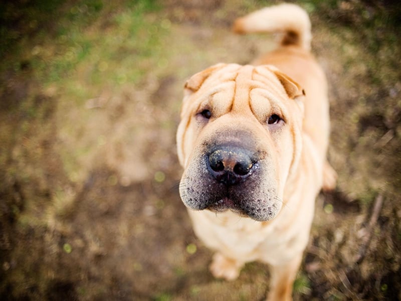 Another breed whose hygiene problems stem from folds of skin, to keep a wrinkly Shar Pei fresh you'll need to give it a clean every day and a full bath at least three times a week.
