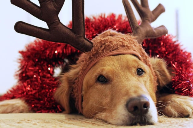 Most of us like to indulge over Christmas, but there are some foods that are toxic for dogs. As well as Christmas chocolates (don’t forget the low-hanging chocolates on the tree which are easy pickings!), they should definitely not eat grapes, raisins, sultanas or foods containing them such as mince pies and Christmas puddings. Also, nuts such as Macadamia nuts along with onion, leek, garlic, and avocado are toxic for dogs as is Xylitol (aka E967 – an artificial sweetener in some sugar- free foods). Rich fatty foods and fat trimmings can also cause serious upset stomachs and cooked bones from Christmas meat can be dangerous. Enjoy the Christmas prosecco, beer and wine yourself but don’t be tempted to share with your dog; alcohol is incredibly toxic to dogs and can cause organ failure and even death.