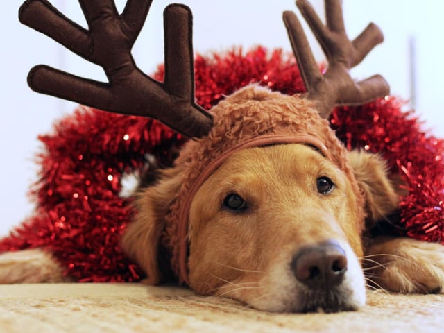 Most of us like to indulge over Christmas, but there are some foods that are toxic for dogs. As well as Christmas chocolates (don’t forget the low-hanging chocolates on the tree which are easy pickings!), they should definitely not eat grapes, raisins, sultanas or foods containing them such as mince pies and Christmas puddings. Also, nuts such as Macadamia nuts along with onion, leek, garlic, and avocado are toxic for dogs as is Xylitol (aka E967 – an artificial sweetener in some sugar- free foods). Rich fatty foods and fat trimmings can also cause serious upset stomachs and cooked bones from Christmas meat can be dangerous. Enjoy the Christmas prosecco, beer and wine yourself but don’t be tempted to share with your dog; alcohol is incredibly toxic to dogs and can cause organ failure and even death.