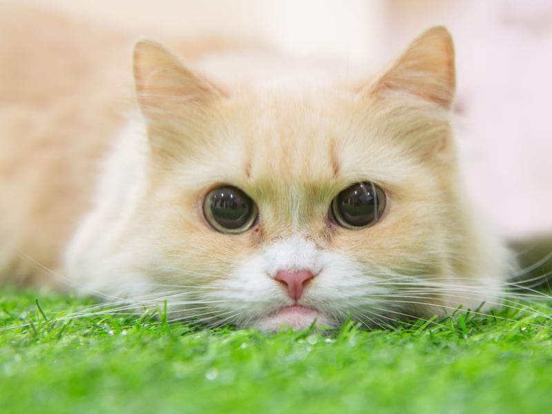 The Munchkin breed has tiny little legs, but a full size kitty body. It is very speedy, but due to its short legs, will not jump very often.