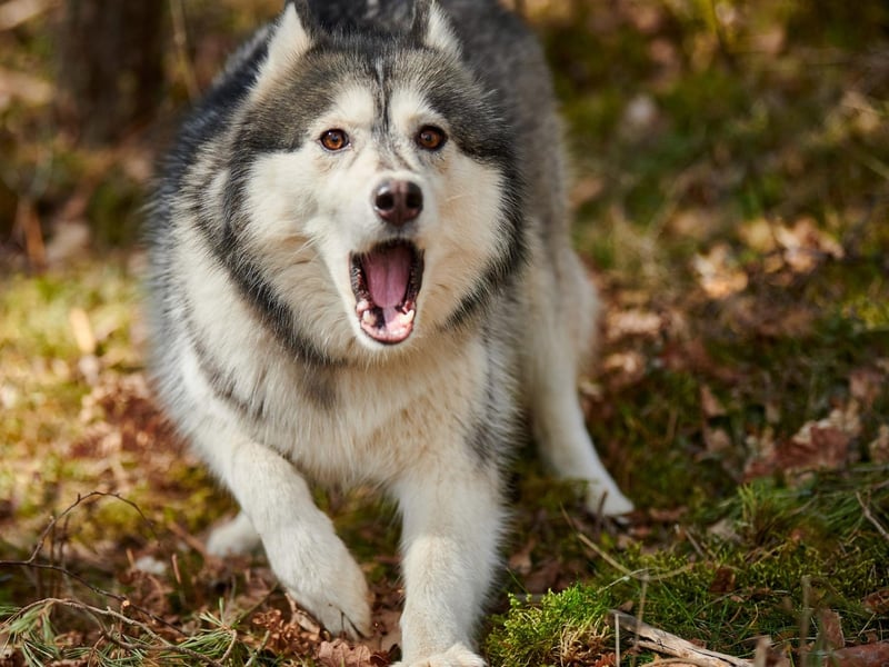 Used throughout Scotland and not just the north-eastern portion, the meaning of “feart” is “to be afraid”. If, for example, you’re scared of the dark you could say “ah’m feart o’ the dark” to express that.