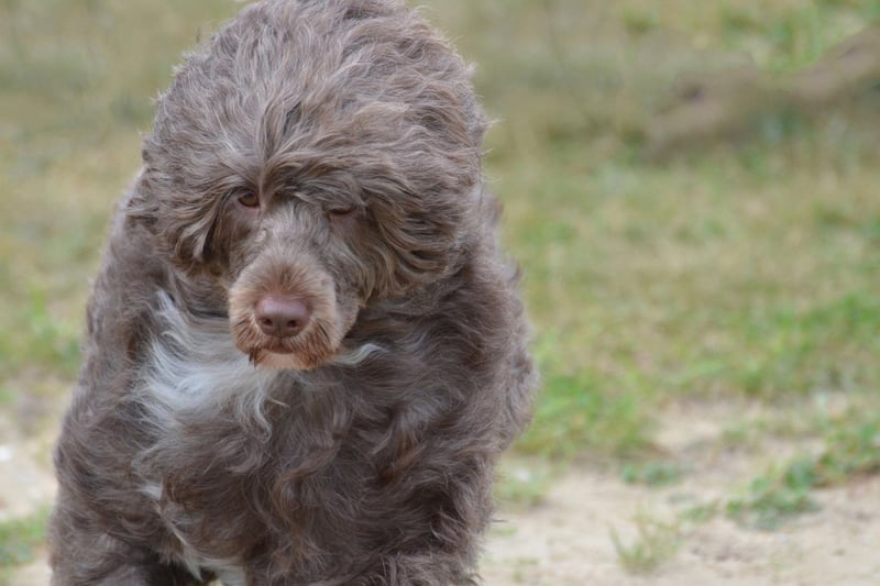 While the Portuguese Water Dog does shed hair, it's relatively thick and highly seasonal, so a regular grooming regime will keep allergy sufferers from suffering.