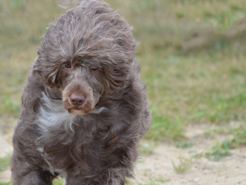 While the Portuguese Water Dog does shed hair, it's relatively thick and highly seasonal, so a regular grooming regime will keep allergy sufferers from suffering.