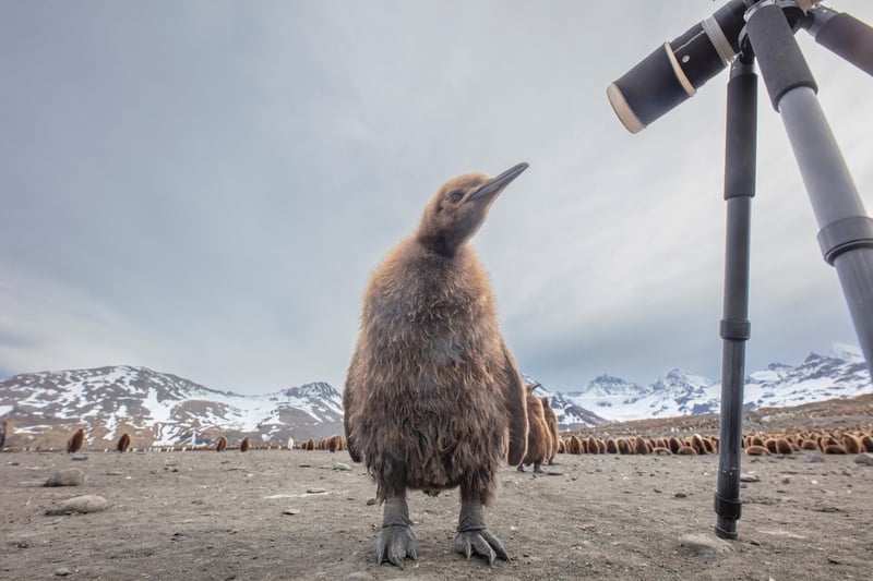 Wimbledon-based Paul Goldstein snapped the distinctive birds on a recent expedition he led to South Georgia. He says: "If I could be anywhere for a day, it would be among avian royalty in South Georgia. It's one of the reasons I've led countless expeditions to this remote and dramatic outpost in the South Atlantic for twenty years. There's nowhere like it: six million extremely accessible charismatic birds, and photography is relatively easy as they can't fly."