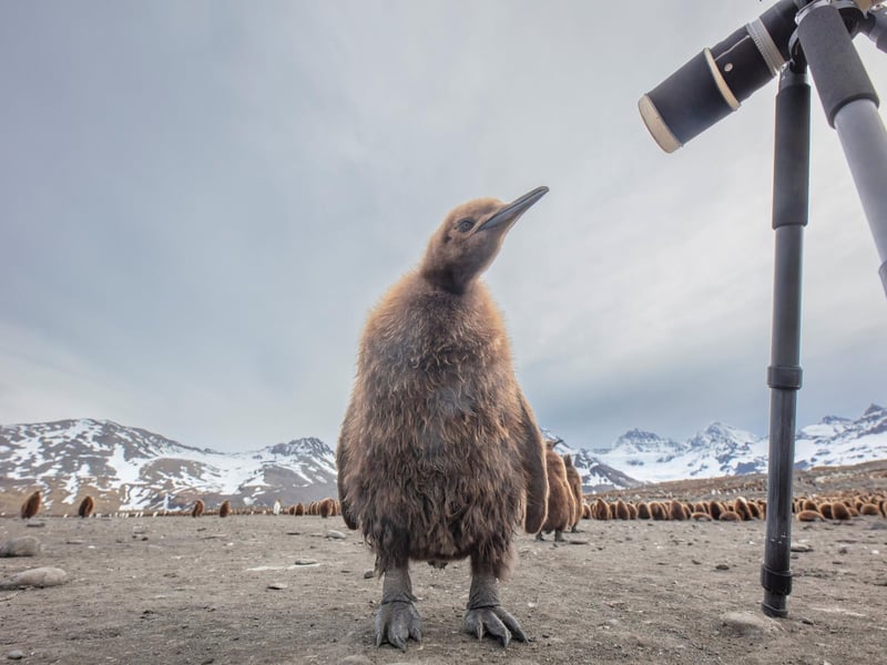 Wimbledon-based Paul Goldstein snapped the distinctive birds on a recent expedition he led to South Georgia. He says: "If I could be anywhere for a day, it would be among avian royalty in South Georgia. It's one of the reasons I've led countless expeditions to this remote and dramatic outpost in the South Atlantic for twenty years. There's nowhere like it: six million extremely accessible charismatic birds, and photography is relatively easy as they can't fly."