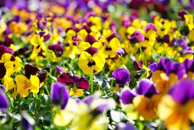 Whatever your favourite colour there's likely to be a variety of pansy to please. They'll flower from late spring to late summer and their flowers can be used as a striking addition to salads.
