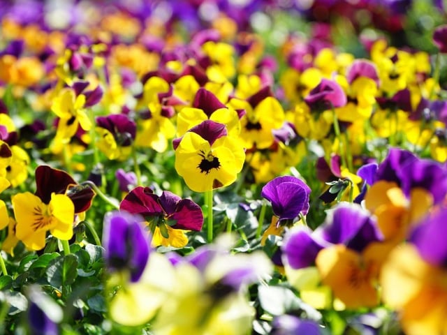 Whatever your favourite colour there's likely to be a variety of pansy to please. They'll flower from late spring to late summer and their flowers can be used as a striking addition to salads.