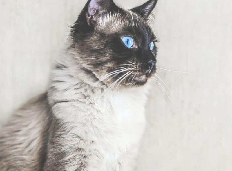 Elegant, slender and outgoing, the Balinese cat is particularly talkative - and will expect you to have a good natter with them too.