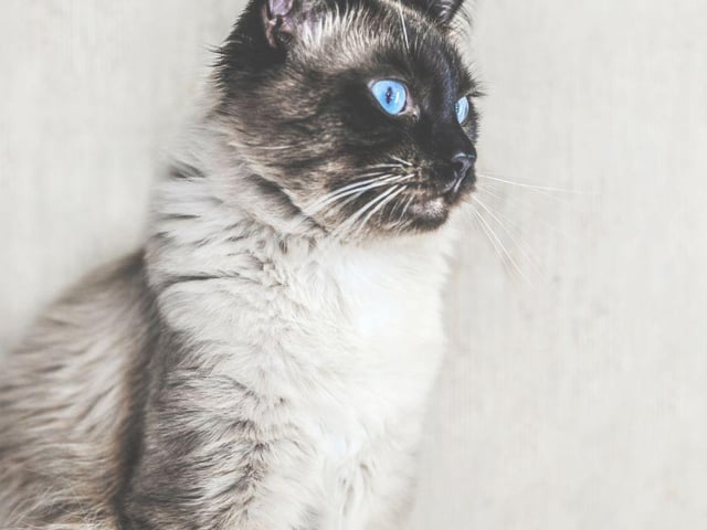 Elegant, slender and outgoing, the Balinese cat is particularly talkative - and will expect you to have a good natter with them too.