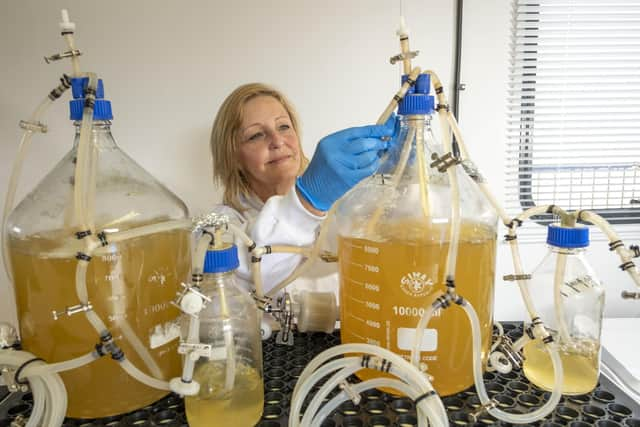 MiAlgae bosses have big plans for expansion of the biotech firm's operations, turning whisky waste into a sustainable source of omega-5 fats that can be fed to farmed fish and pets. Picture: Peter Devlin